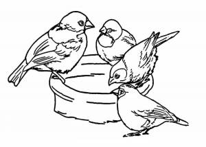 Раскраски Птицы зимующие воробей