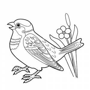 Раскраска городской воробей