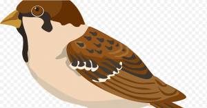 Мультфильм Птица, Воробей, Домовой Воробей, Евразийский Древесный Воробей, Пустынный Воробей, Муано png