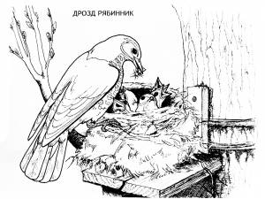 Раскраски дрозд раскраска