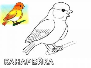 Раскраски Раскраска Красивая желтая канарейка домашние животные