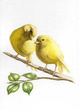 Канарейка рисунок