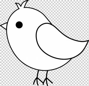 Птичка Сова европейский малиновка Cockatiel, Bird Art, белый, лицо, лист png