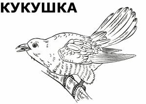 Раскраски Птицы перелетные для детей