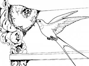 Раскраски перелетные птицы птицы ласточка