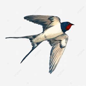 Весна весна перелетная птица осень ласточка летающая птица существо животное PNG , весна, перелётные птицы, падать PNG картинки и пнг PSD рисунок для й загрузки