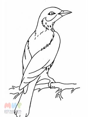 Раскраска Перелетные Птицы