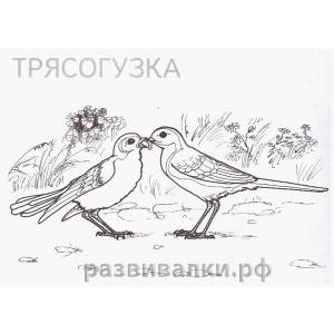 Книга-раскраска Перелётные птицы