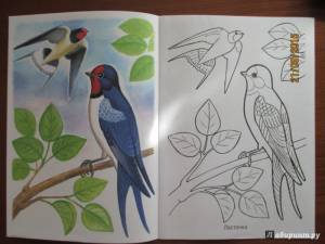 Рецензия покупателя на Раскраска