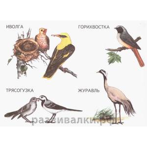 Книга-раскраска Перелётные птицы