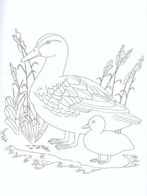 Раскраска Перелетные птицы