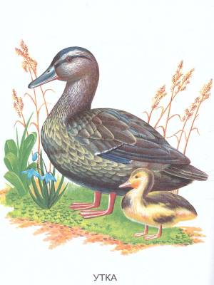 Раскраска Перелетные птицы