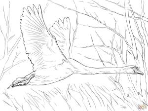 Перелетные птицы рисунок карандашом