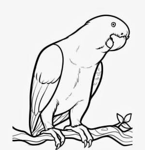 Раскраска попугай Жако