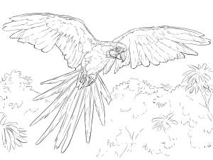 Раскраска попугай ара