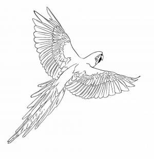 Раскраски Попугай ара