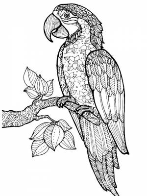 Раскраска Попугай Ара   в формате