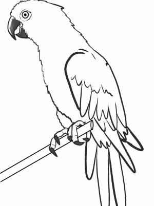 Раскраски Ара попугай для детей
