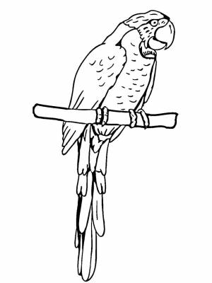Раскраска Попугай Ара   в формате