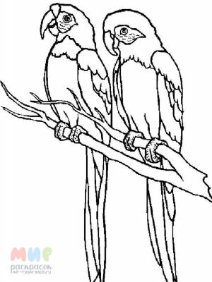 Раскраска Попугай нас не пугай