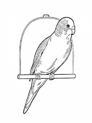Раскраски Попугай   в формате