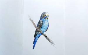 Цвет волнистого попугая в природе