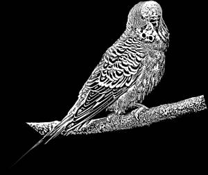 Волнистый попугай раскраска