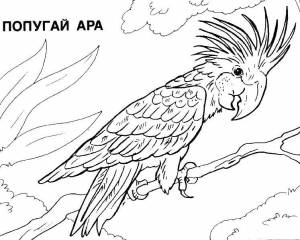 Раскраски попугай