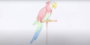 Как нарисовать попугая
