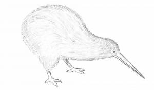 Раскраски Птица киви