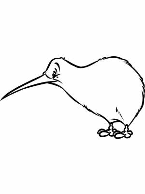 Картинка птица Киви  раскраску для детей