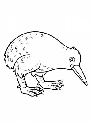 Картинка птица Киви  раскраску для детей