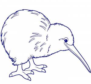 Киви птица картинки для детей в школу и в детский садик