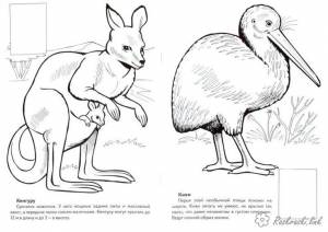 раскраски для детей, животные, Австралия, кенгуру, киви
