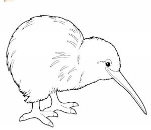 Птица киви раскраска