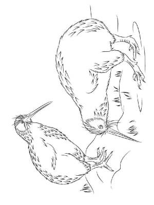 Раскраски киви птица