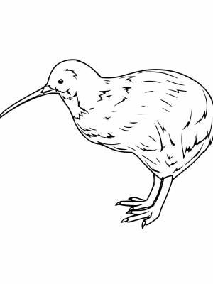 Раскраска птица Киви   в формате