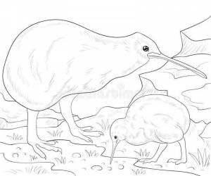 Раскраски Птица киви