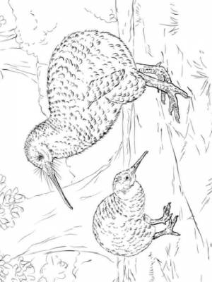 Раскраска птица Киви   в формате