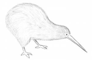 Киви птица картинки для детей в школу и в детский садик