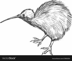 Раскраски Птичка киви