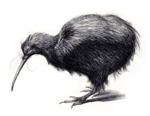 Киви птица картинки для детей в школу и в детский садик