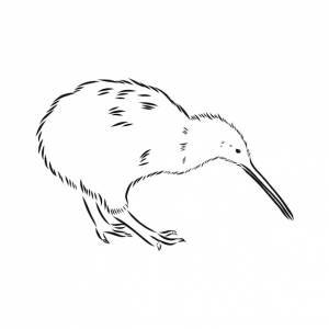 Рисованной, эскиз, карикатура иллюстрации киви киви птица вектор эскиз