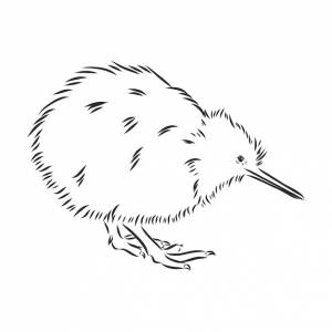 Рисованной, эскиз, карикатура иллюстрации киви киви птица вектор эскиз