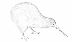 Как нарисовать птицу киви