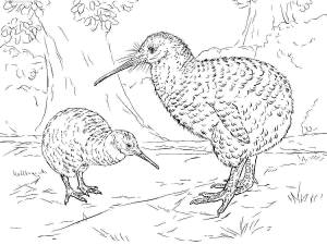 Раскраски Птичка киви