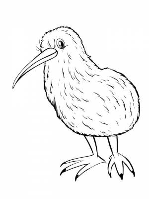 Раскраска птица Киви   в формате