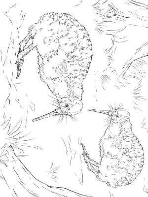 Картинка птица Киви  для девочек