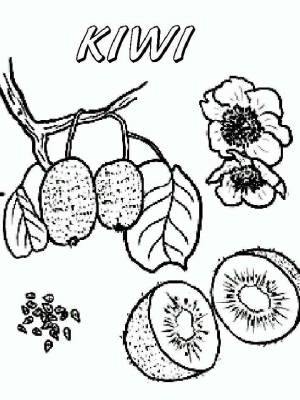 Раскраски Киви   в формате