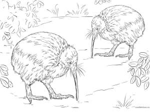 Раскраски Птичка киви